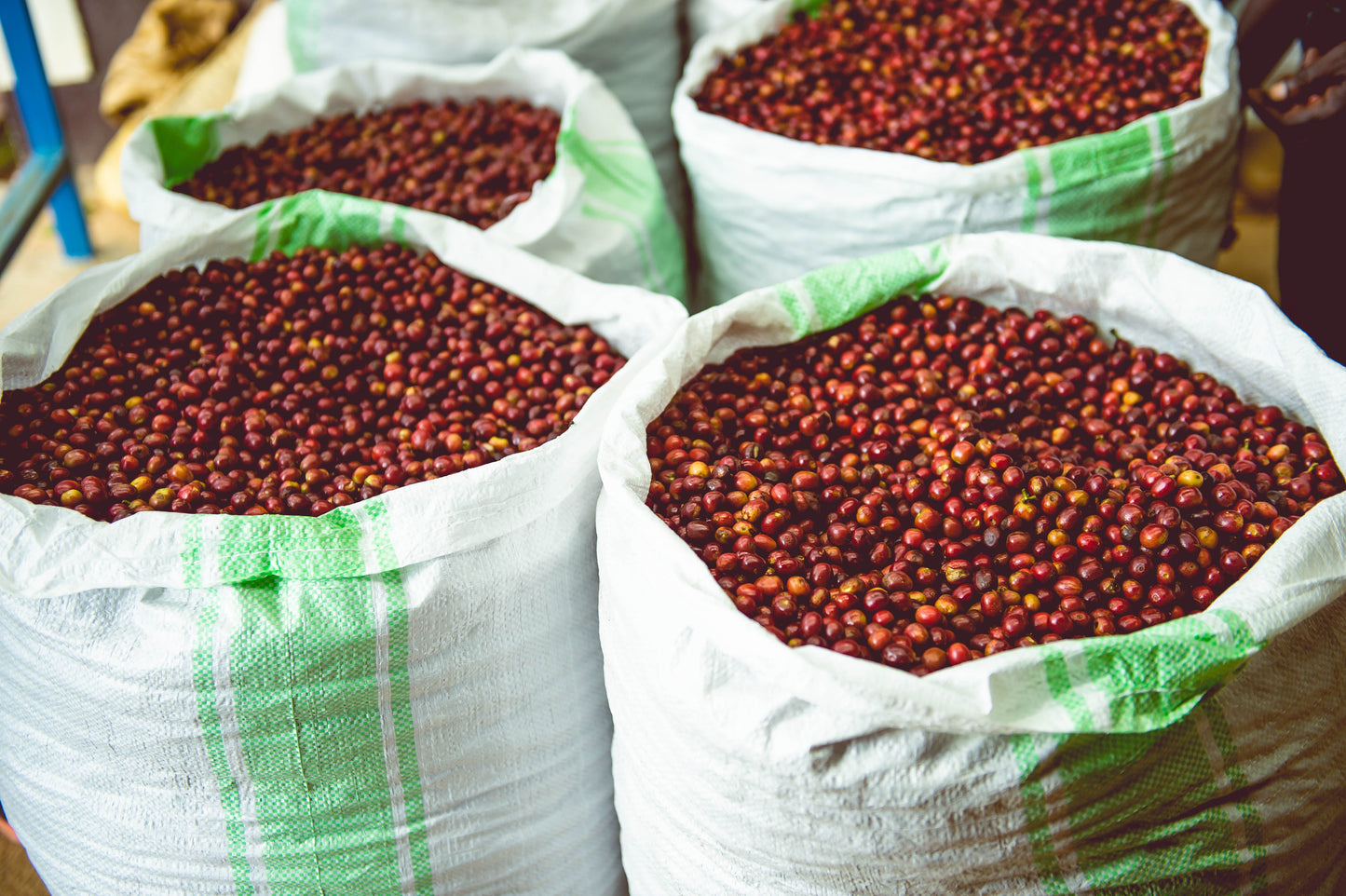Rūšinės kavos pupelės: Guatemala, Nueva Oriente