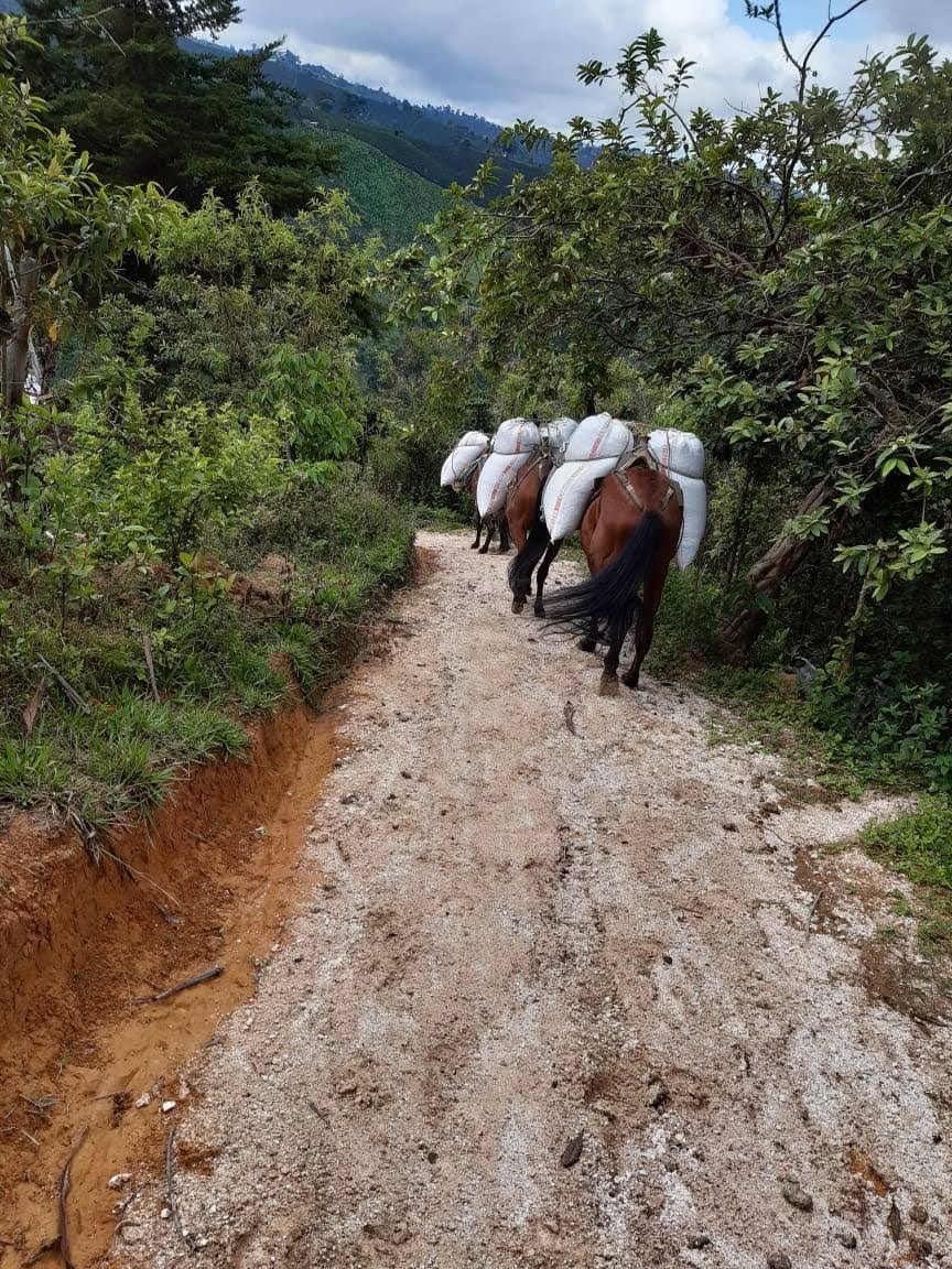 Rūšinės kavos pupelės: Columbia, Huila, drėgnasis
