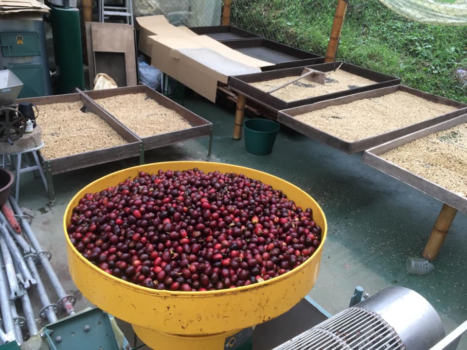 Rūšinės kavos pupelės: Tanzania Geisha