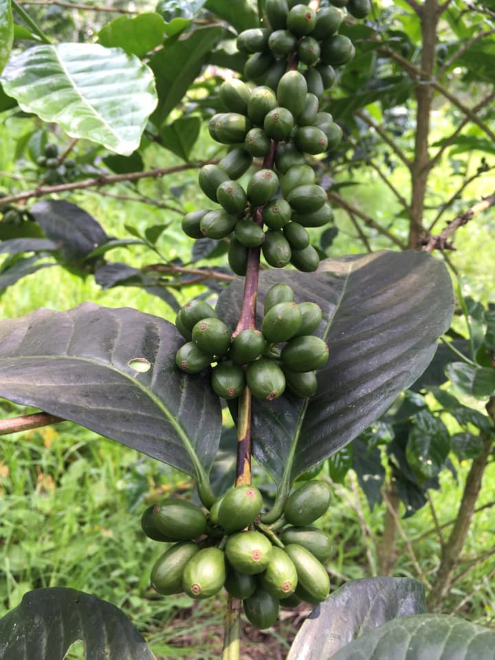 Rūšinės kavos pupelės: El Salvador Geisha