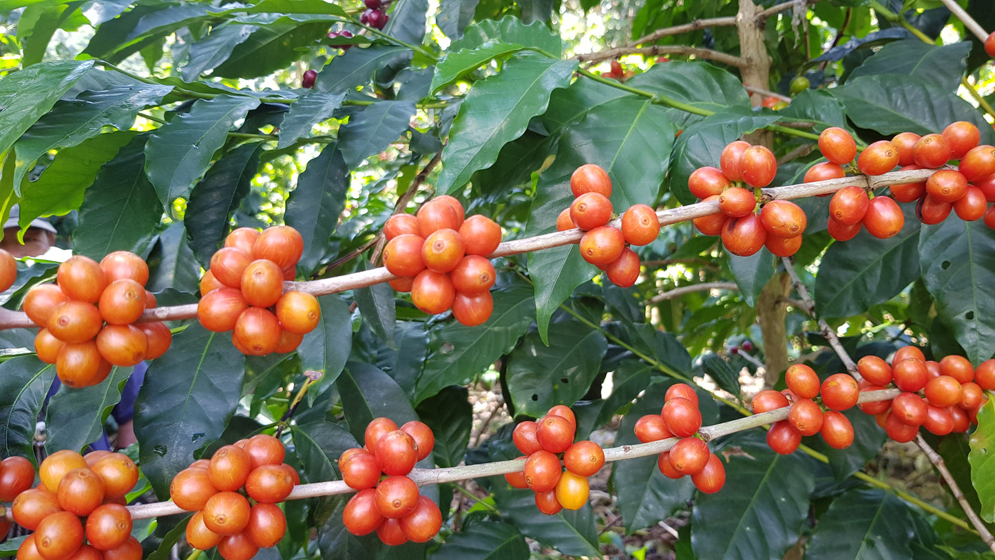 EL SALVADOR, Jocoaitique // rūšinės kavos pupelės