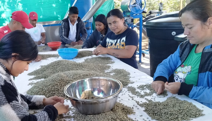 Columbia Narino Geisha // rūšinės kavos pupelės