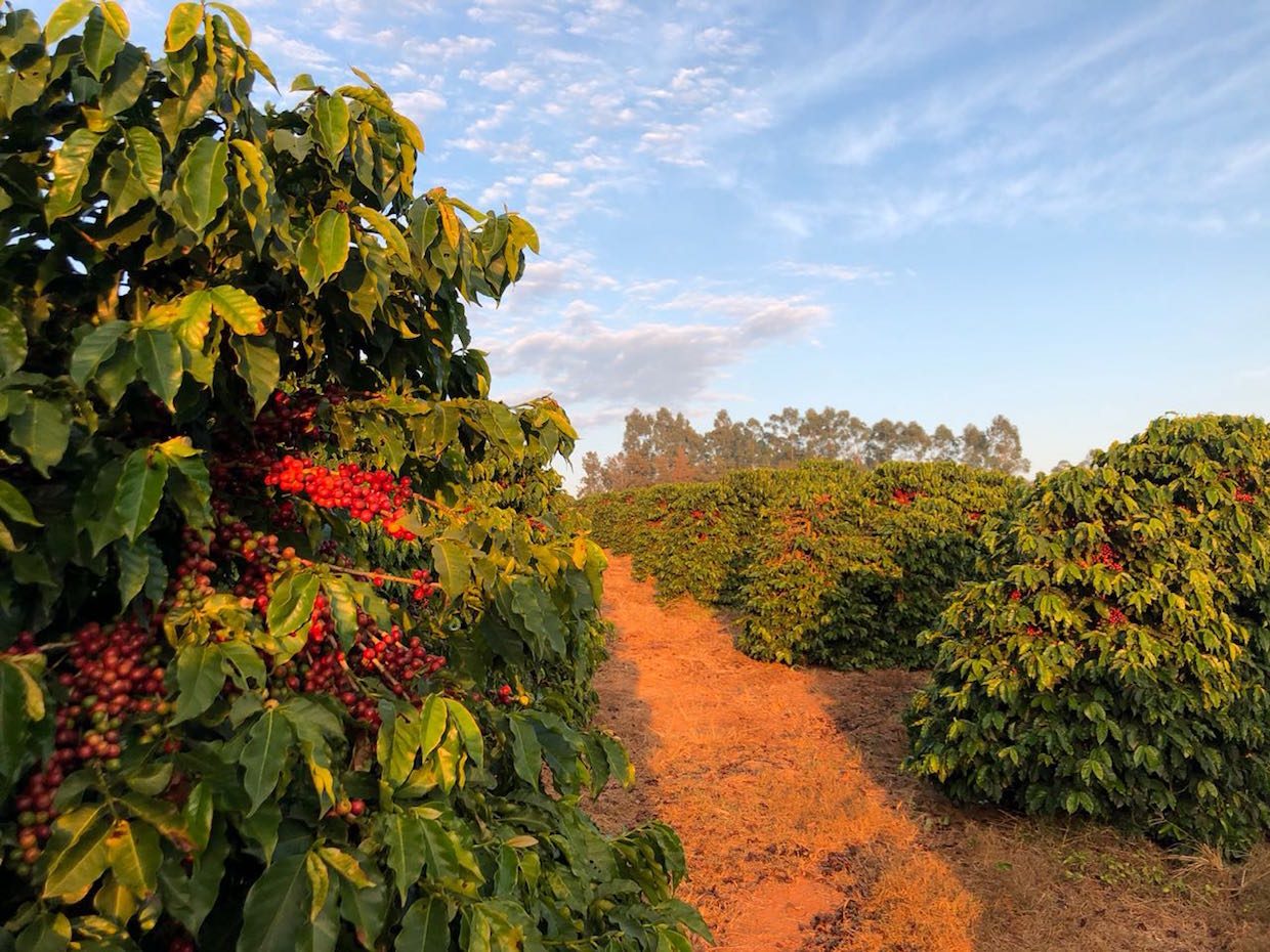 Brazilija, Minas Gerais // rūšinės kavos pupelės