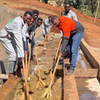 Rūšinės kavos pupelės: Ethiopia Shonora
