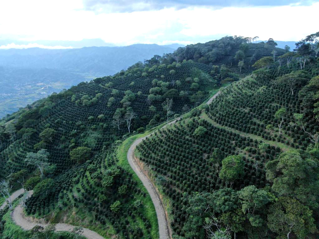Rūšinės kavos pupelės: Honduras