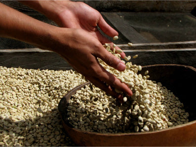 Rūšinės kavos pupelės: Nicaragua Los Pinos